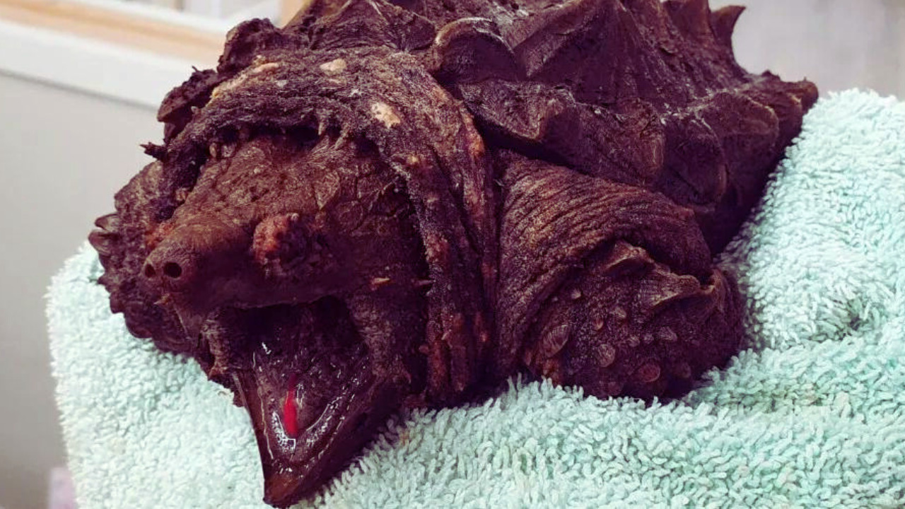 alligator snapping turtles