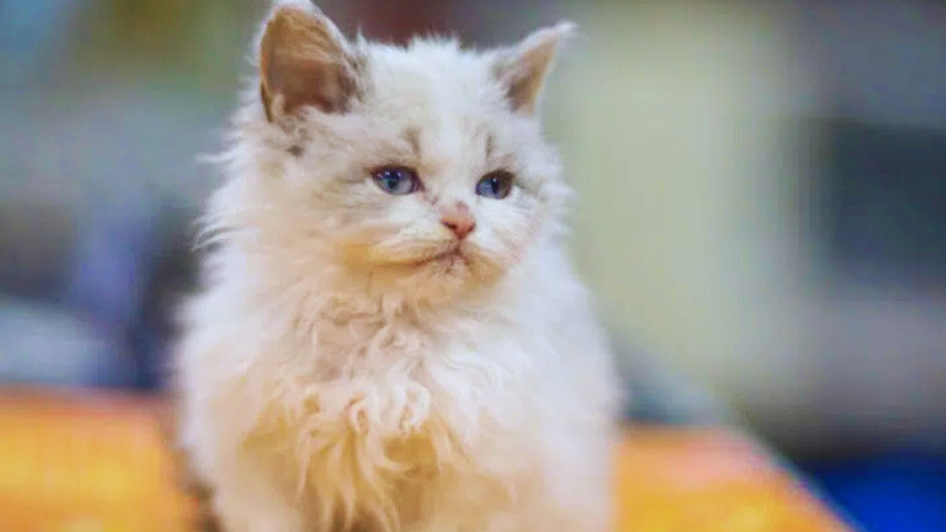 20 Long Haired Cat Breeds: Pictures, Facts & Info 3 Selkirk Rex