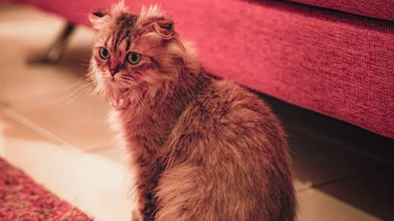 20 Long Haired Cat Breeds: Pictures, Facts & Info 4 Scottish Fold