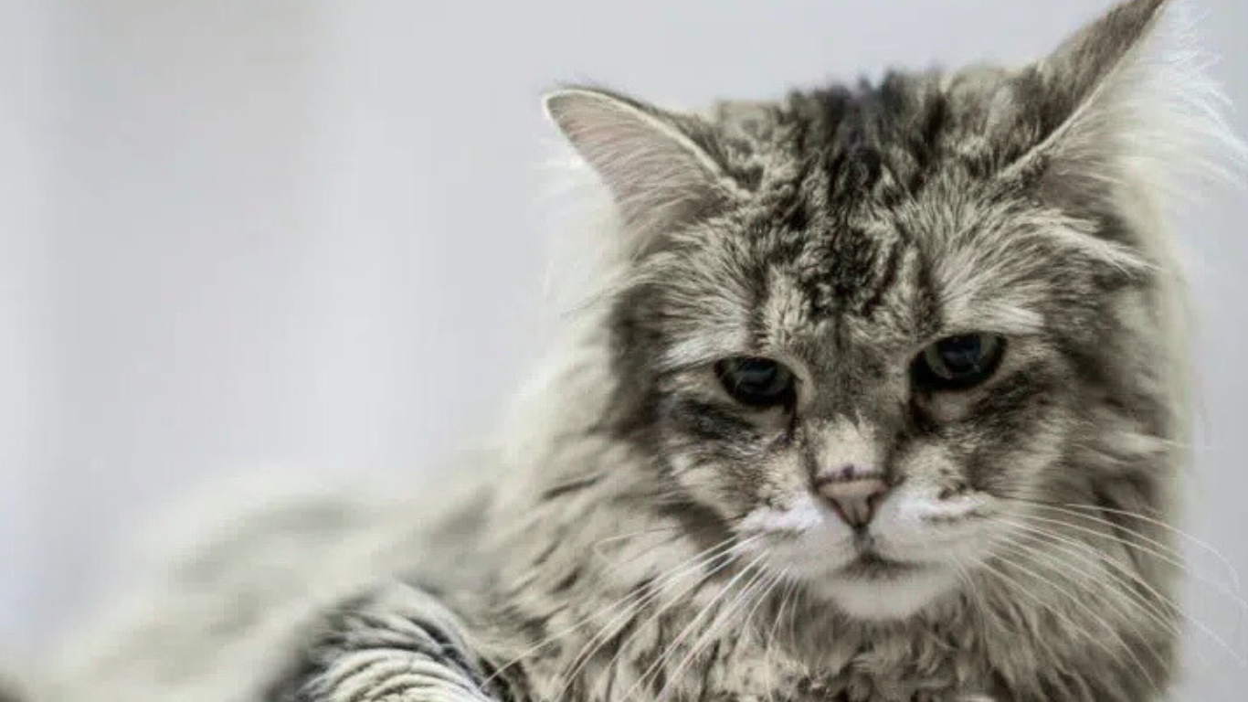 20 Long Haired Cat Breeds: Pictures, Facts & Info 5 Pixiebob