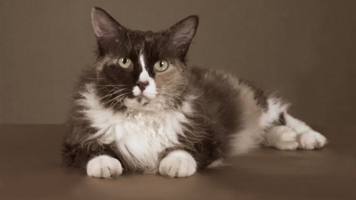 20 Long Haired Cat Breeds: Pictures, Facts & Info 6 Laperm
