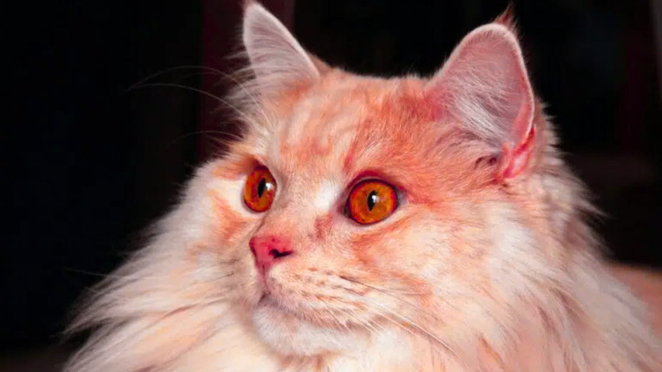 20 Long Haired Cat Breeds: Pictures, Facts & Info 7 Manx