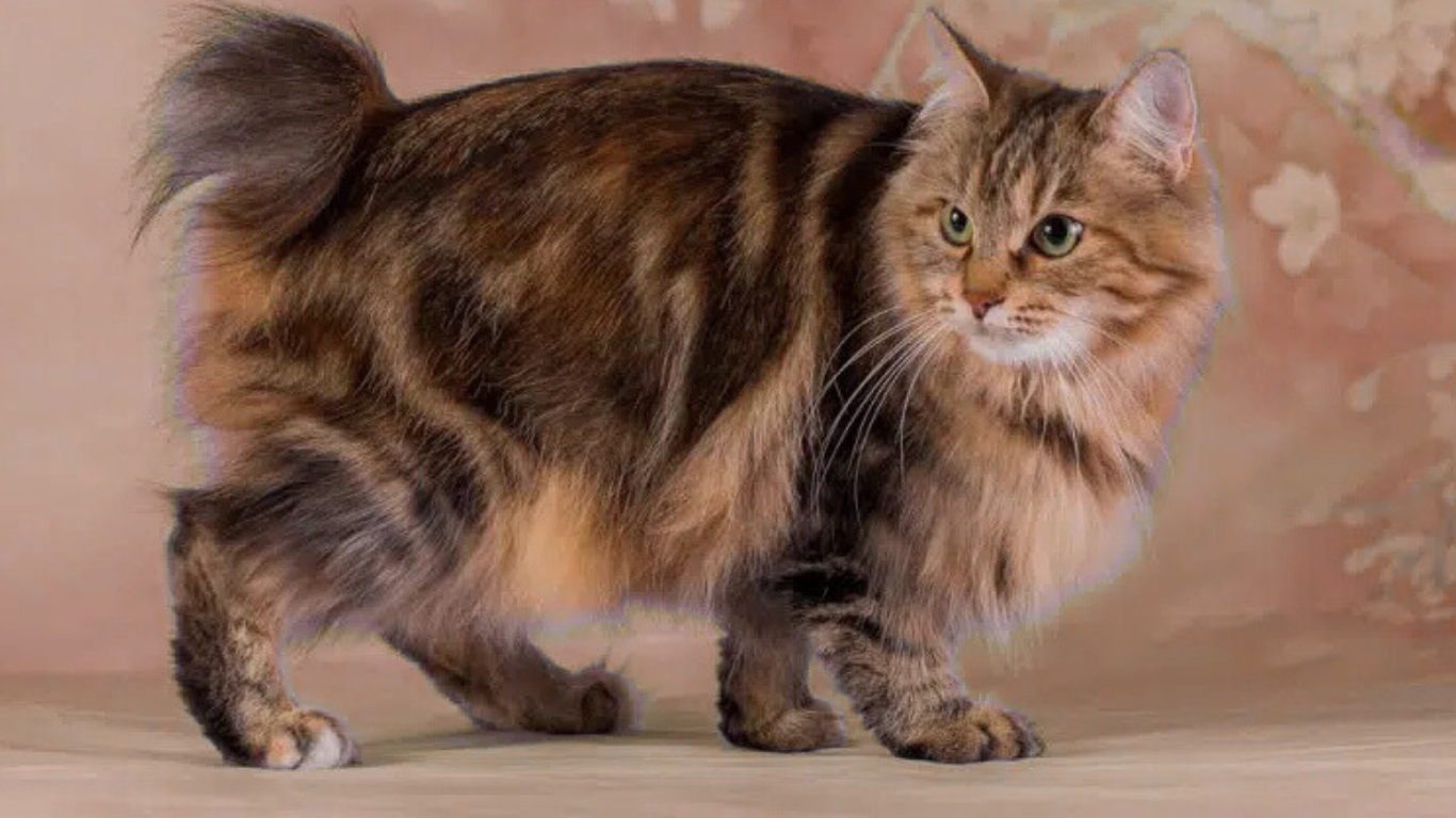 20 Long Haired Cat Breeds: Pictures, Facts & Info 8 japanese Bobtail