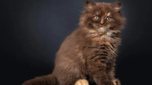 British LongHair