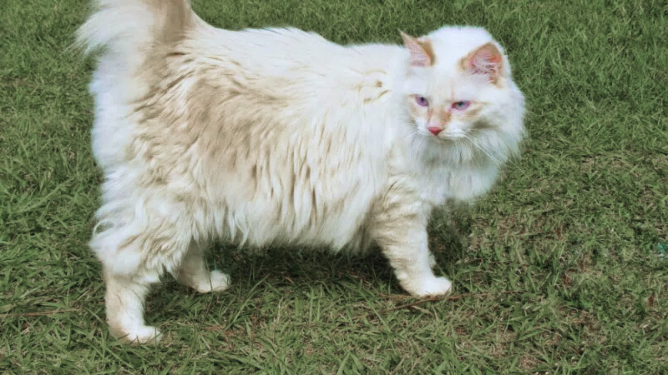 20 Long Haired Cat Breeds: Pictures, Facts & Info 2 American Bobtail