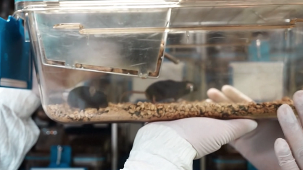 Space Mouse give birth to pups